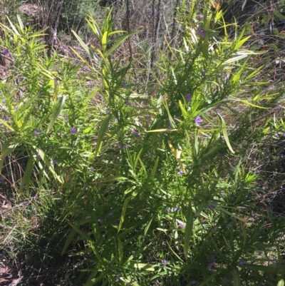 Solanum vescum (Green Kangaroo Apple) at Paddys River, ACT - 9 Oct 2021 by NedJohnston