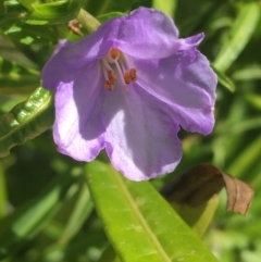 Solanum vescum at Paddys River, ACT - 9 Oct 2021