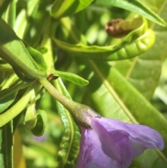 Solanum vescum at Paddys River, ACT - 9 Oct 2021