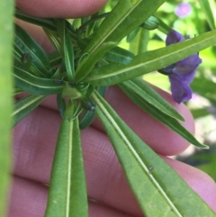 Solanum vescum at Paddys River, ACT - 9 Oct 2021