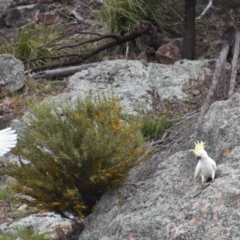 Cacatua galerita (Sulphur-crested Cockatoo) at Coree, ACT - 10 Oct 2021 by Sammyj87