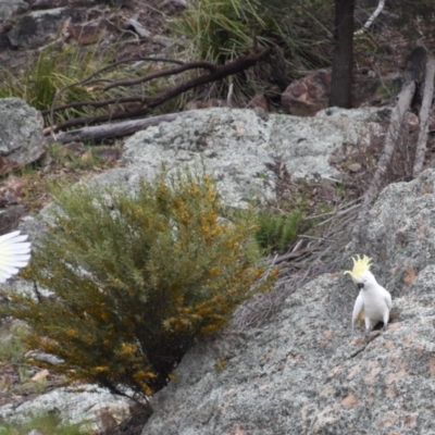 Cacatua galerita (Sulphur-crested Cockatoo) at Coree, ACT - 9 Oct 2021 by Sammyj87