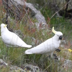 Cacatua galerita at Coree, ACT - 10 Oct 2021