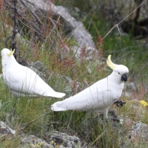 Cacatua galerita at Coree, ACT - 10 Oct 2021 10:28 AM