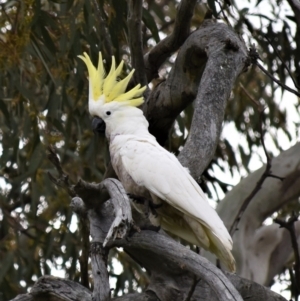 Cacatua galerita at Coree, ACT - 10 Oct 2021 10:28 AM