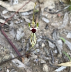 Caladenia atrovespa (Green-comb Spider Orchid) at Farrer Ridge - 10 Oct 2021 by Shazw