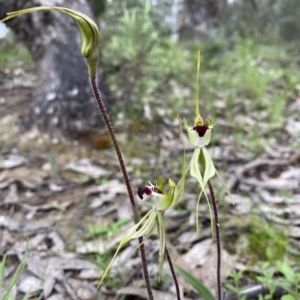 Caladenia atrovespa at Tuggeranong DC, ACT - suppressed