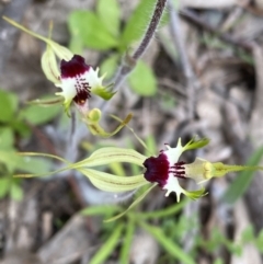 Caladenia atrovespa at Tuggeranong DC, ACT - suppressed