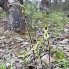 Caladenia atrovespa at Tuggeranong DC, ACT - suppressed