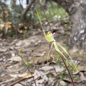 Caladenia atrovespa at Tuggeranong DC, ACT - suppressed