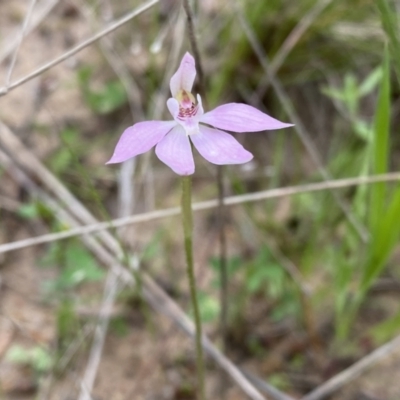 Caladenia carnea (Pink Fingers) at Tuggeranong Hill - 10 Oct 2021 by Shazw