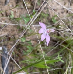 Caladenia carnea at Theodore, ACT - 10 Oct 2021