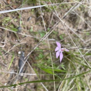 Caladenia carnea at Theodore, ACT - 10 Oct 2021