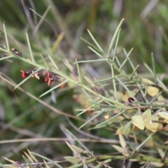 Daviesia genistifolia at Hackett, ACT - 7 Oct 2021 05:47 PM