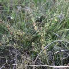 Daviesia genistifolia at Hackett, ACT - 7 Oct 2021