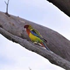 Platycercus eximius (Eastern Rosella) at Ginninderry Conservation Corridor - 9 Oct 2021 by Sammyj87