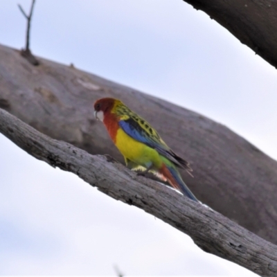 Platycercus eximius (Eastern Rosella) at Ginninderry Conservation Corridor - 9 Oct 2021 by Sammyj87