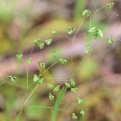 Briza minor (Shivery Grass) at Wodonga, VIC - 10 Oct 2021 by KylieWaldon