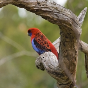 Platycercus elegans at Coree, ACT - 10 Oct 2021