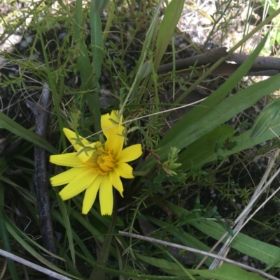 Microseris walteri (Yam Daisy, Murnong) at Tidbinbilla Nature Reserve - 9 Oct 2021 by NedJohnston