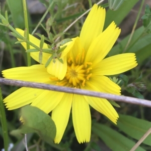 Microseris walteri at Paddys River, ACT - 9 Oct 2021 02:55 PM