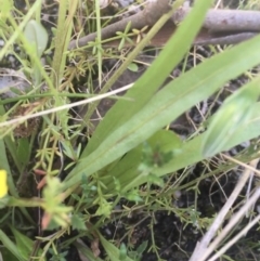 Microseris walteri at Paddys River, ACT - 9 Oct 2021 02:55 PM