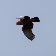 Eolophus roseicapilla (Galah) at Coree, ACT - 9 Oct 2021 by Sammyj87