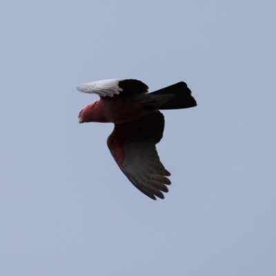 Eolophus roseicapilla (Galah) at Ginninderry Conservation Corridor - 9 Oct 2021 by Sammyj87