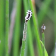 Eleocharis acuta (Common Spike-rush) at Wodonga, VIC - 9 Oct 2021 by KylieWaldon