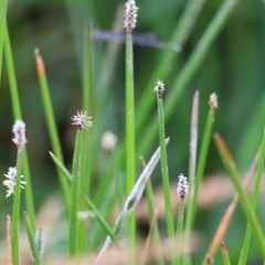 Eleocharis acuta at Wodonga, VIC - 10 Oct 2021 10:28 AM