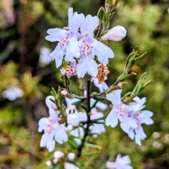 Westringia eremicola (Slender Western Rosemary) at Stromlo, ACT - 10 Oct 2021 by HelenCross