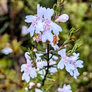 Westringia eremicola at Stromlo, ACT - 10 Oct 2021