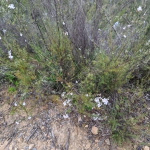 Westringia eremicola at Stromlo, ACT - 10 Oct 2021 08:39 AM