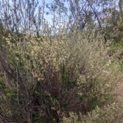 Pomaderris angustifolia (Pomaderris) at Stromlo, ACT - 10 Oct 2021 by HelenCross