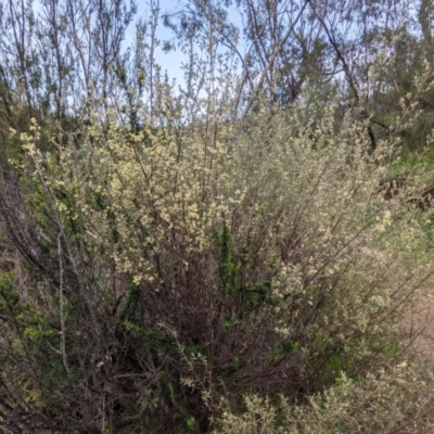 Pomaderris angustifolia (Pomaderris) at Stromlo, ACT - 10 Oct 2021 by HelenCross