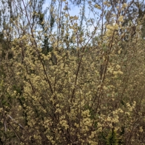 Pomaderris angustifolia at Stromlo, ACT - 10 Oct 2021