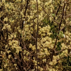 Pomaderris angustifolia at Stromlo, ACT - 10 Oct 2021 08:38 AM