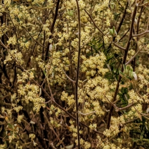 Pomaderris angustifolia at Stromlo, ACT - 10 Oct 2021 08:38 AM