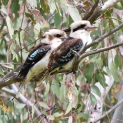 Dacelo novaeguineae (Laughing Kookaburra) at Woodstock Nature Reserve - 10 Oct 2021 by Sammyj87