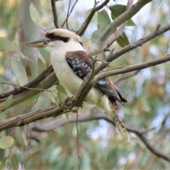 Dacelo novaeguineae at Holt, ACT - 10 Oct 2021