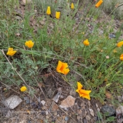 Eschscholzia californica (California Poppy) at Stromlo, ACT - 10 Oct 2021 by HelenCross