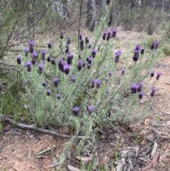 Lavandula stoechas (Spanish Lavender or Topped Lavender) at Gossan Hill - 10 Oct 2021 by Wen