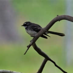 Rhipidura albiscapa (Grey Fantail) at Holt, ACT - 10 Oct 2021 by Sammyj87