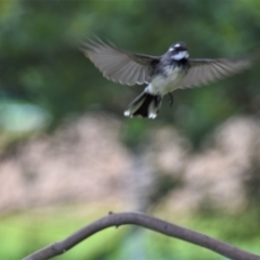 Rhipidura albiscapa at Holt, ACT - 10 Oct 2021