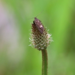 Leistomorpha brontoscopa at Wodonga, VIC - 9 Oct 2021 by KylieWaldon