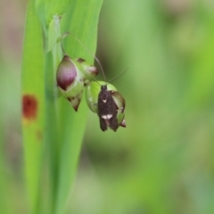 Unidentified at suppressed - 10 Oct 2021