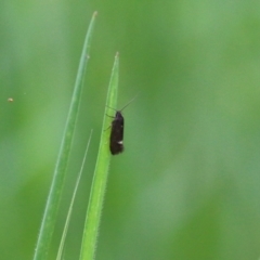 Leistomorpha brontoscopa at Wodonga, VIC - 10 Oct 2021 10:34 AM