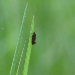 Leistomorpha brontoscopa at Wodonga, VIC - 10 Oct 2021 10:34 AM