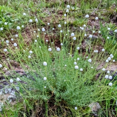 Rhodanthe anthemoides (Chamomile Sunray) at Stromlo, ACT - 10 Oct 2021 by HelenCross