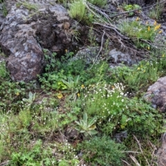 Rhodanthe anthemoides at Stromlo, ACT - 10 Oct 2021 08:59 AM